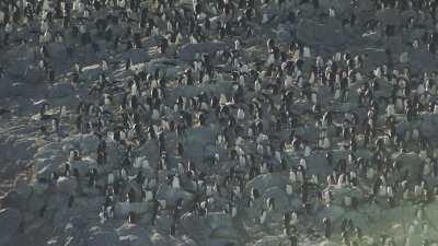 Adelie penguins meeting on the ice