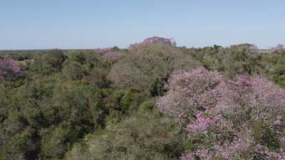 Ibera wetlands and lapachos trees