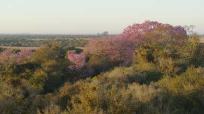 Ibera wetlands and lapachos trees