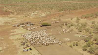 Cows in trucks and runs, use of electric cattle prods