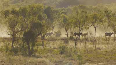 Helicopter and motorbike cattle gathering