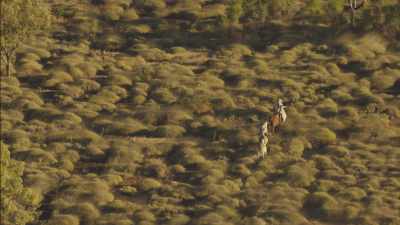 Cattle gathering with a helicopter