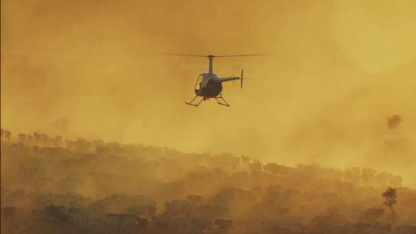 Cattle gathering with a helicopter