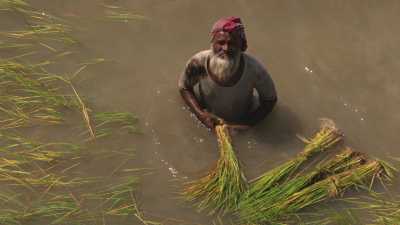 Men working on planting a rice field