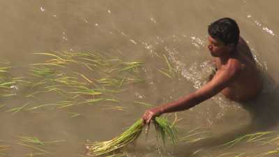 Men working on planting a rice field