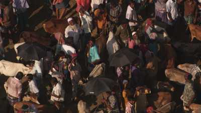 Cattle market