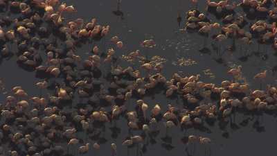 Thousands of pink flamingoes on the Uyuni Salar