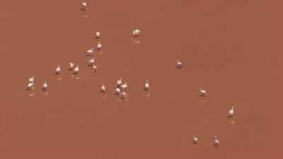 Pink flamingoes on the Laguna Colorada