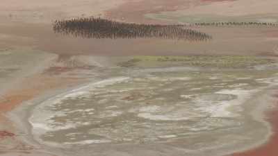 Flock on pink flamingoes, Laguna Colorada