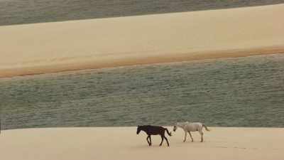 Horses, National Park of Lencois Maranhenses