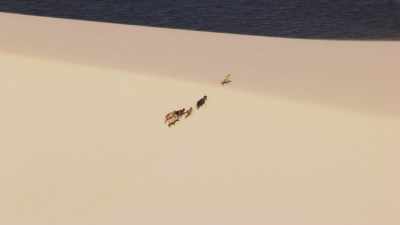 Goats, National Park of Lencois Maranhenses