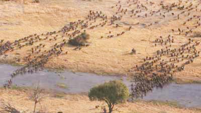 Buffalos in the Okavango Delta