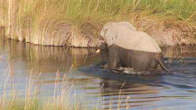 Elephants, oxbird