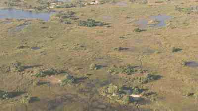 Swimming crocodiles