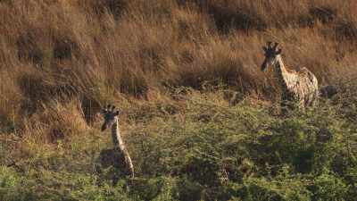 Giraffes in sundown light