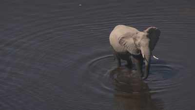 elephants, buffalos in damp savanna