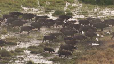 Okavango Delta