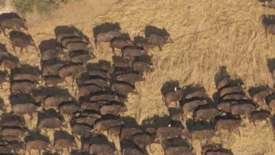 Okavango Delta