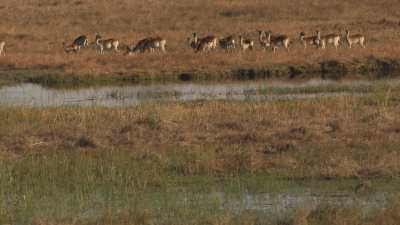 Okavango Delta