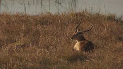 Okavango Delta