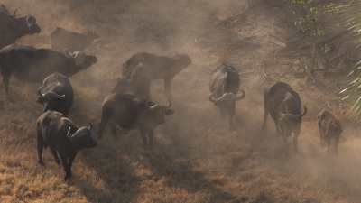 Okavango Delta