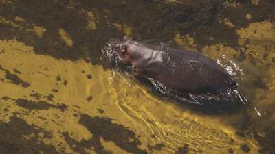 Okavango delta