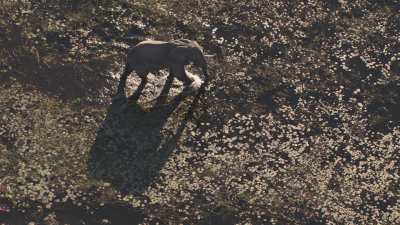 Okavango delta