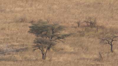 Okavango delta