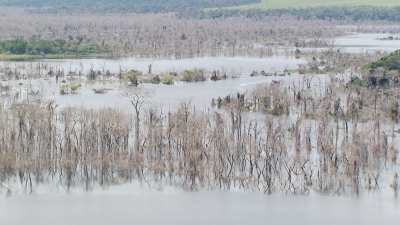 Lake vegetation submerged