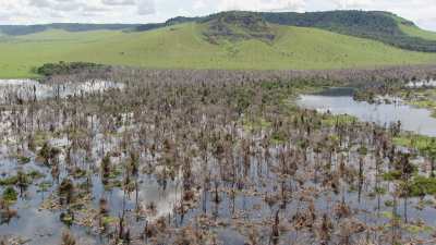 Submerged forest on the  lake