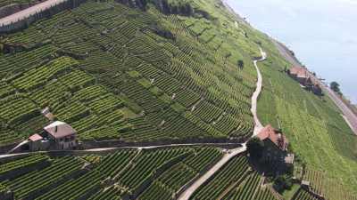 Close shots of Lavaux terrace vineyards