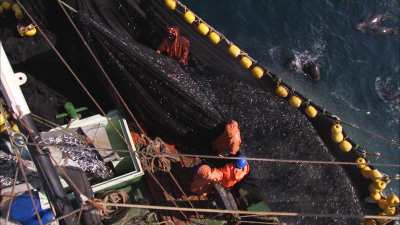 Sardine fishing, fish are discharged on bord the fishing boat