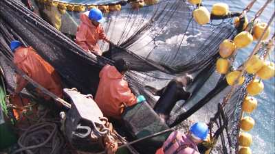 Seal caught in fishing nets