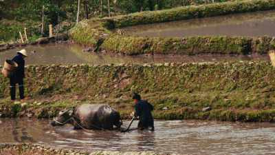 Farmers tending rice fields of Yuanyang