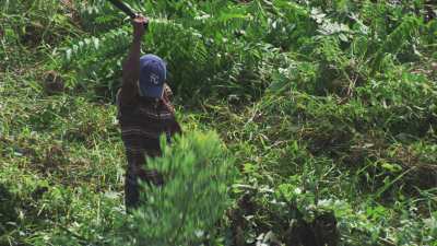 Vegetation clearing