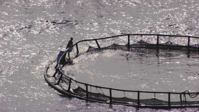 Pisciculture in Béjaïa