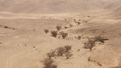 Trees and desert