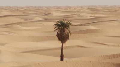 Palm tree in the desert close to the oasis