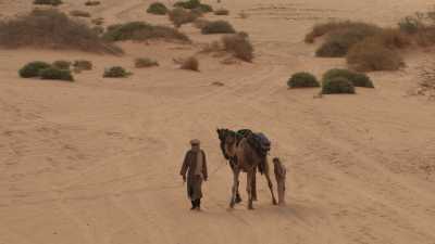 A man and his dromadaries in the rocky desert (Djanet region)