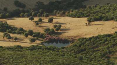 Countryside close to Guelma