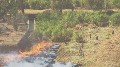 Farming in Egypt