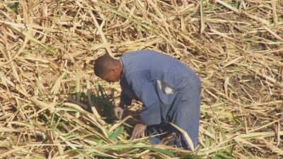 Farming in Egypt