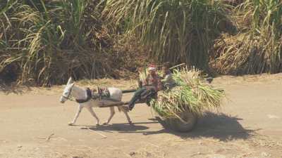 Farming in Egypt