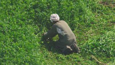 Farming in Egypt