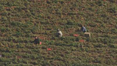 Farming in Egypt