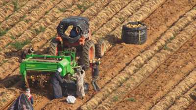 Farming in Egypt