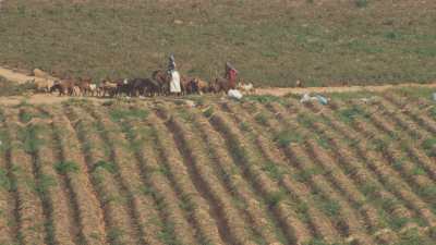 Farming in Egypt