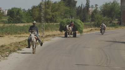 Farming in Egypt