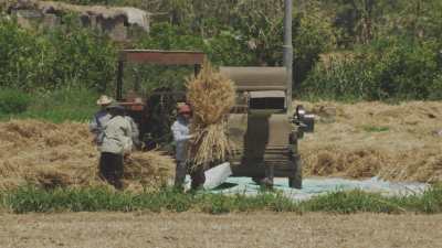 Farming in Egypt