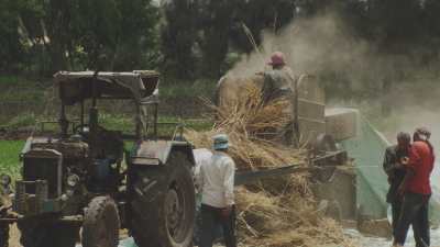 Farming in Egypt